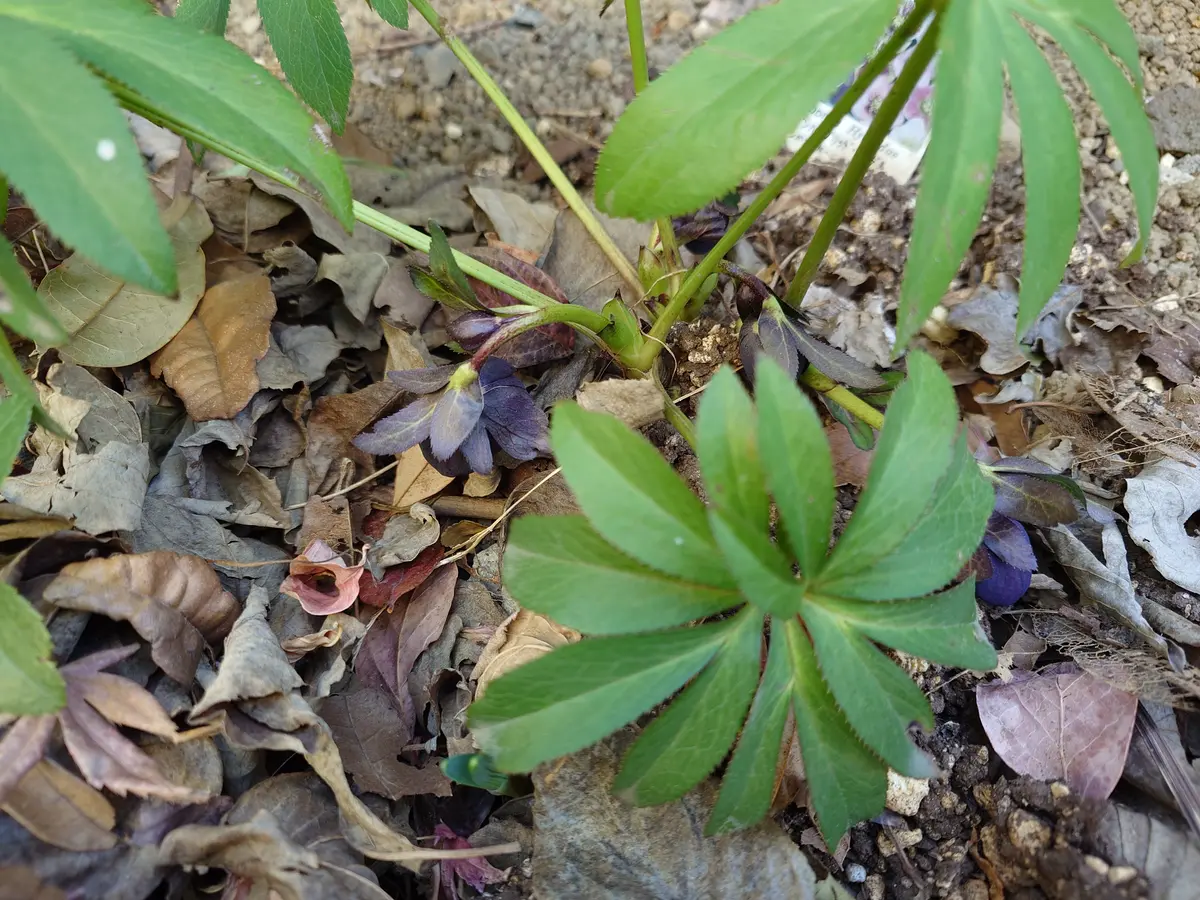 クリスマスローズ　2025.49 開花株 クリスマスローズ 2025.49 開花株 【公式通販】