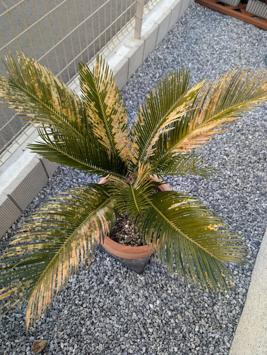 ソテツの葉が所々白くなり、その白い所が増えてきました。同じ