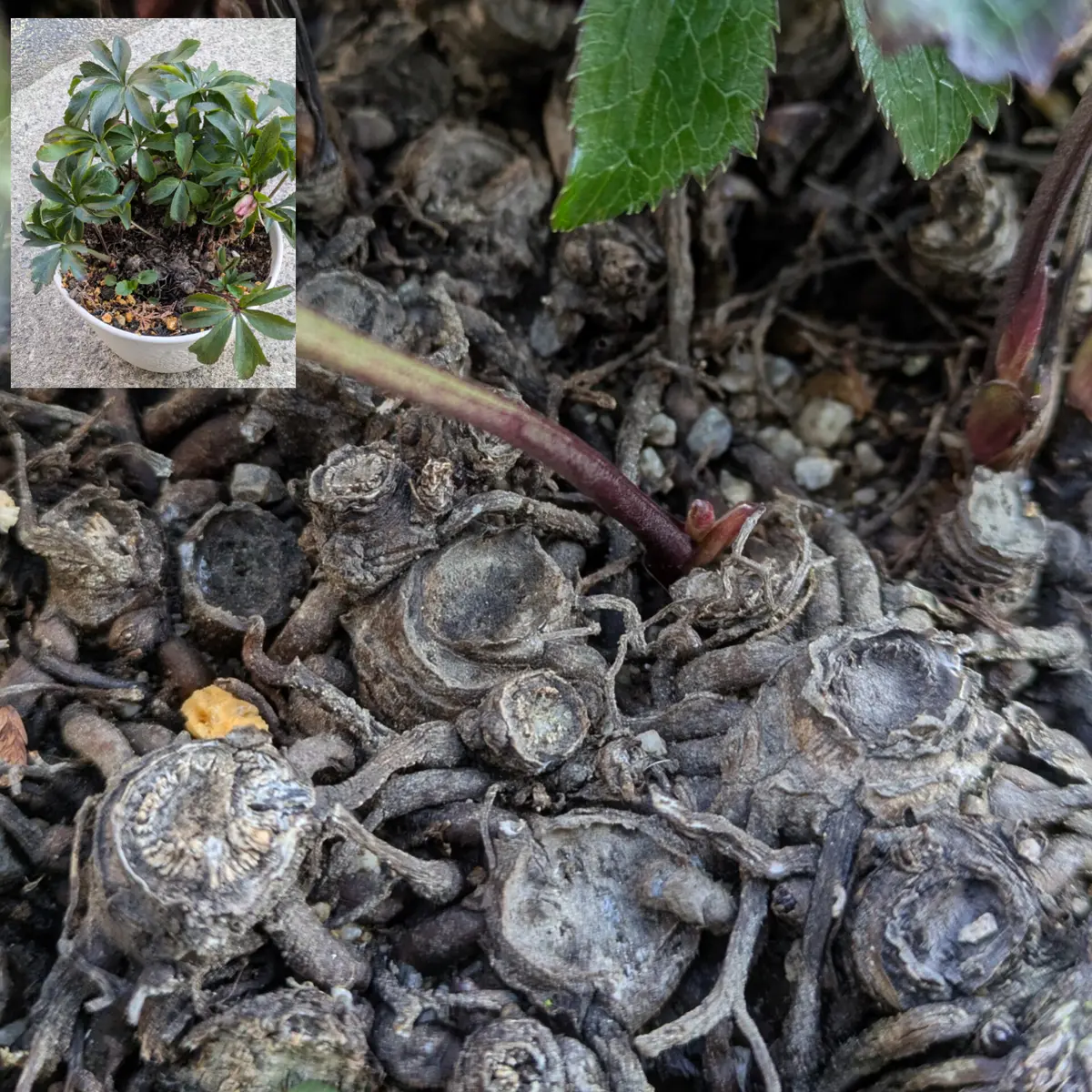 クリスマスローズ 2025.27 開花株 クリスマスローズの世界展2025