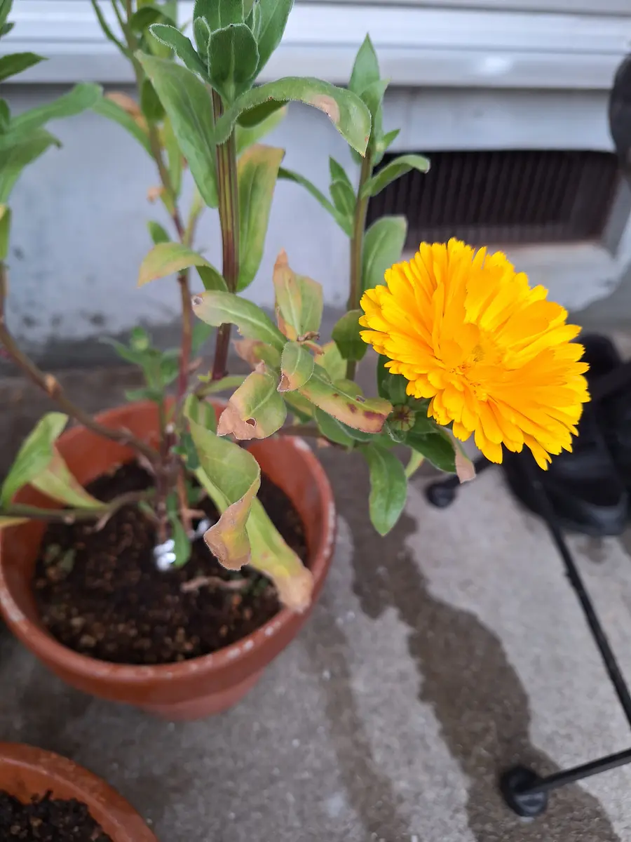 お花を育て始めたばかりです。キンセンカを去年の秋(9月頃だ｜園芸