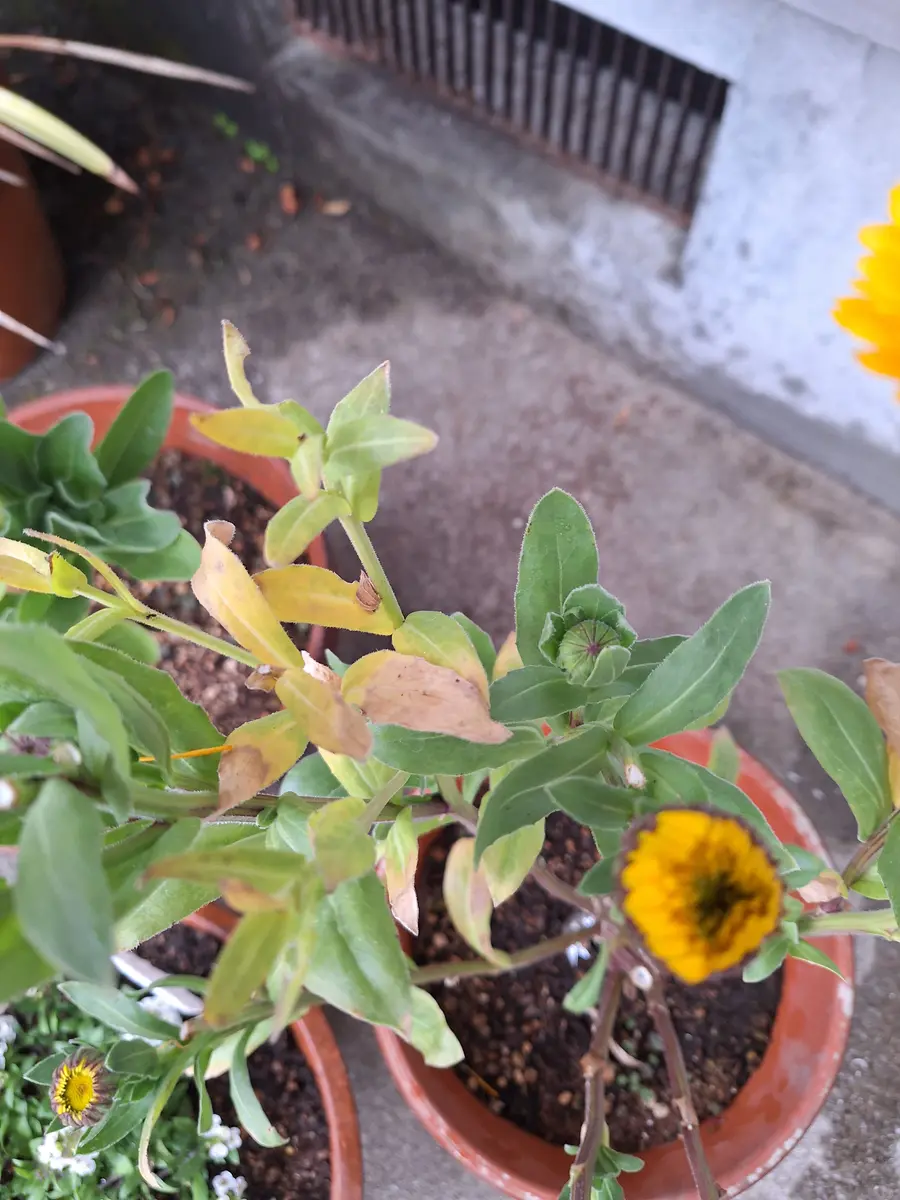 お花を育て始めたばかりです。キンセンカを去年の秋(9月頃だ｜園芸