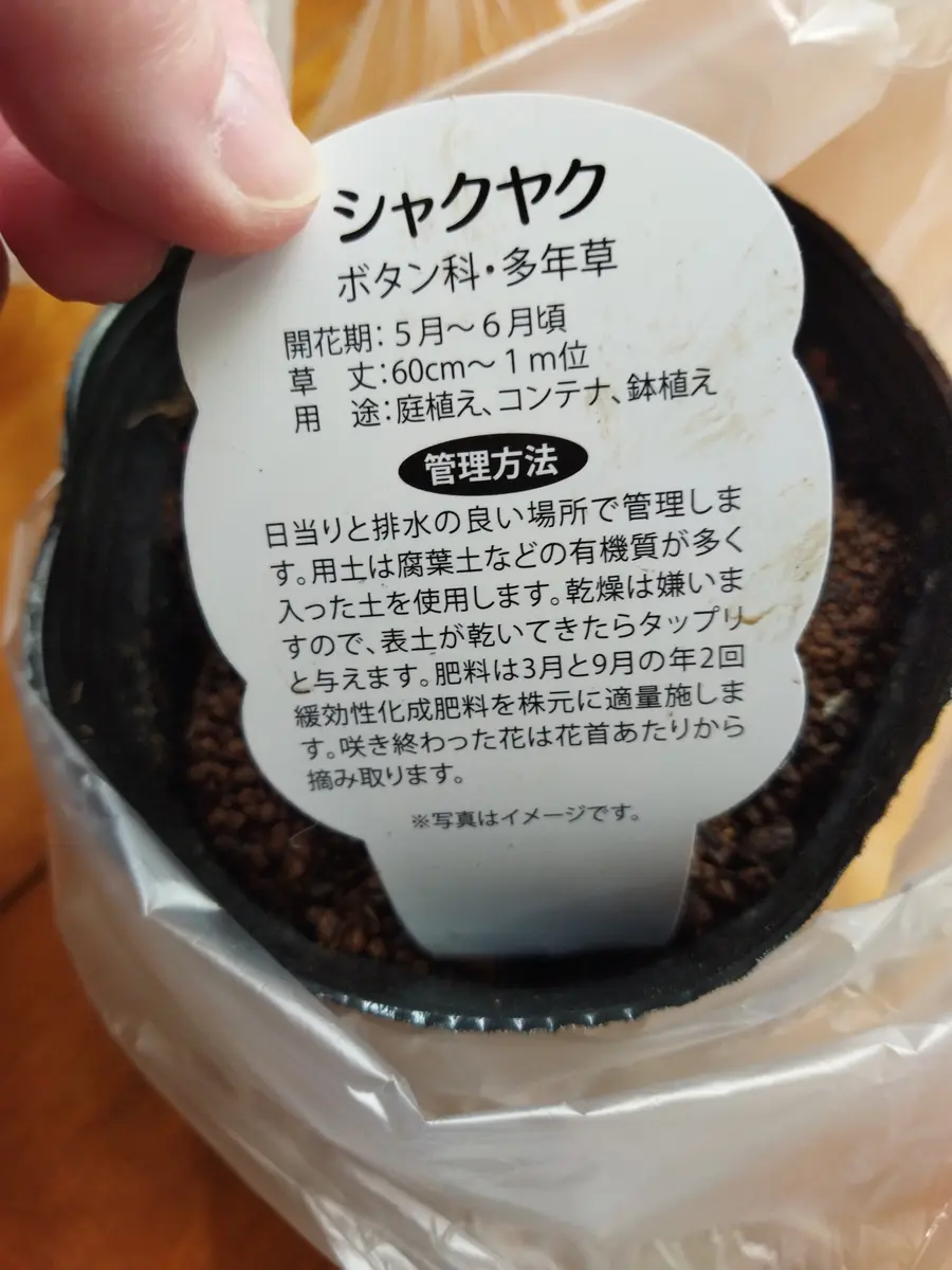 いつもご助言ありがとうございます。芍薬について教えてくださ いつもご助言ありがとうございます。芍薬について教えてくださ