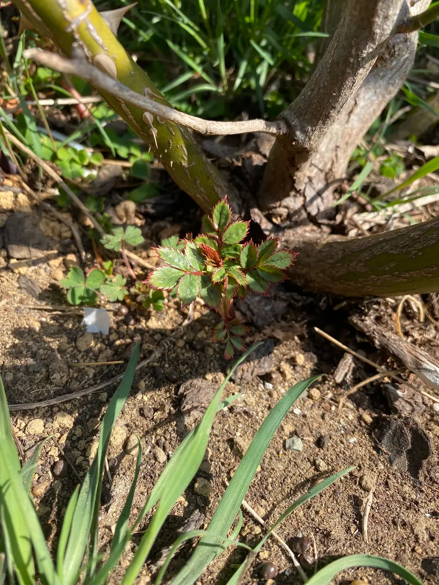 ピエールドゥ薔薇挿し木用の枝 ピエールドゥロンサール薔薇挿し木用枝3本(おまけ付き)(o^^o