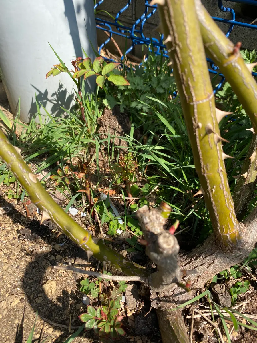 ピエールドゥ薔薇挿し木用の枝 バラの挿し木用の枝＆新芽が出てきた