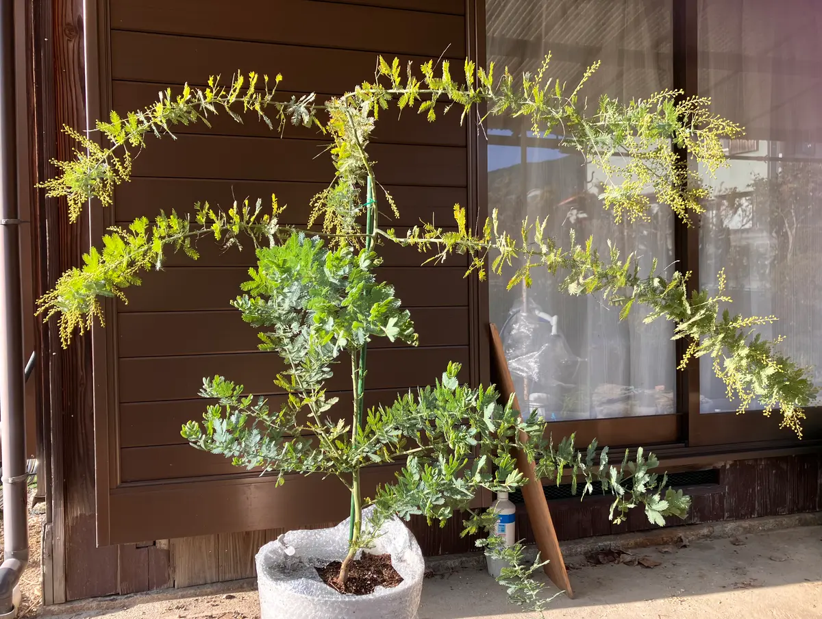 アカシア　プルプレア　ミモザ　大苗 4月12〜14に植替え剪定予定 アカシア プルプレア ミモザ 大苗 4月12〜14に植替え剪定予定 ミモザ