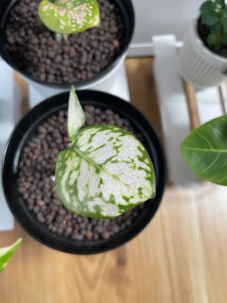 今年に入ってから、この株だけ徐々に葉っぱが透けていくように