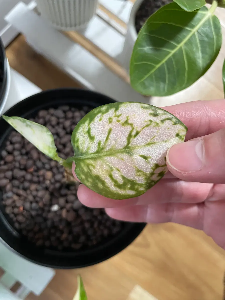 今年に入ってから、この株だけ徐々に葉っぱが透けていくように