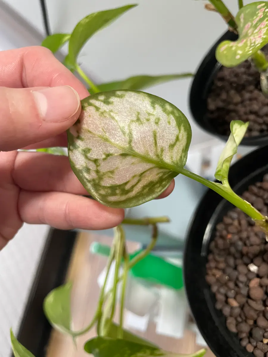 今年に入ってから、この株だけ徐々に葉っぱが透けていくように