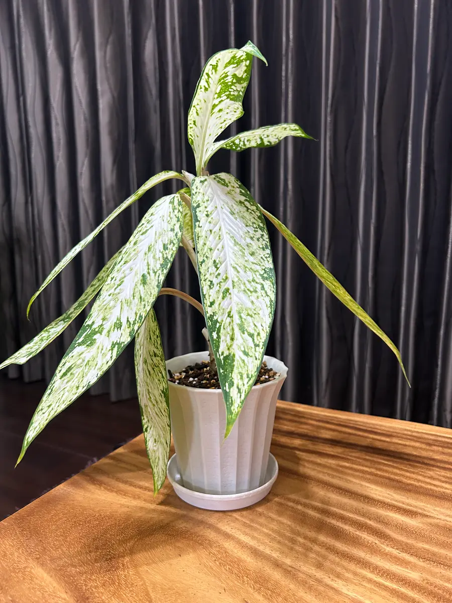 最新入荷 ディフェンバキアトロピックスノーについて質問です。2週間前か その他観葉植物