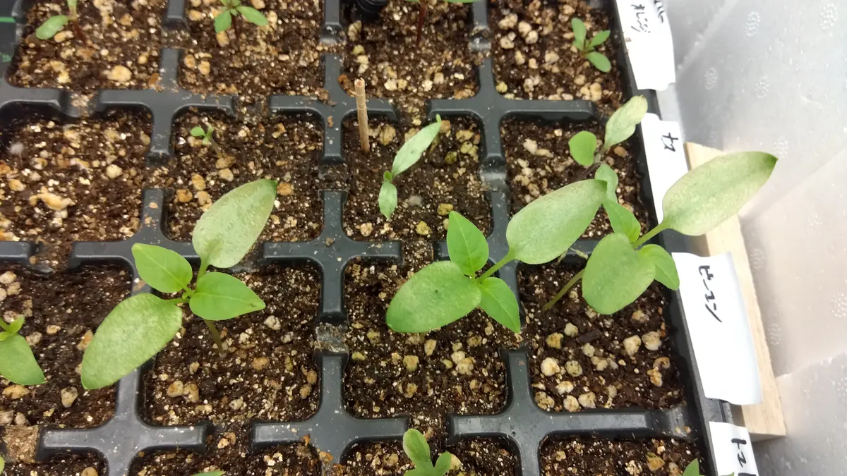 いつも相談ばかりですいません。夏野菜(ピーマンとナスとミニ