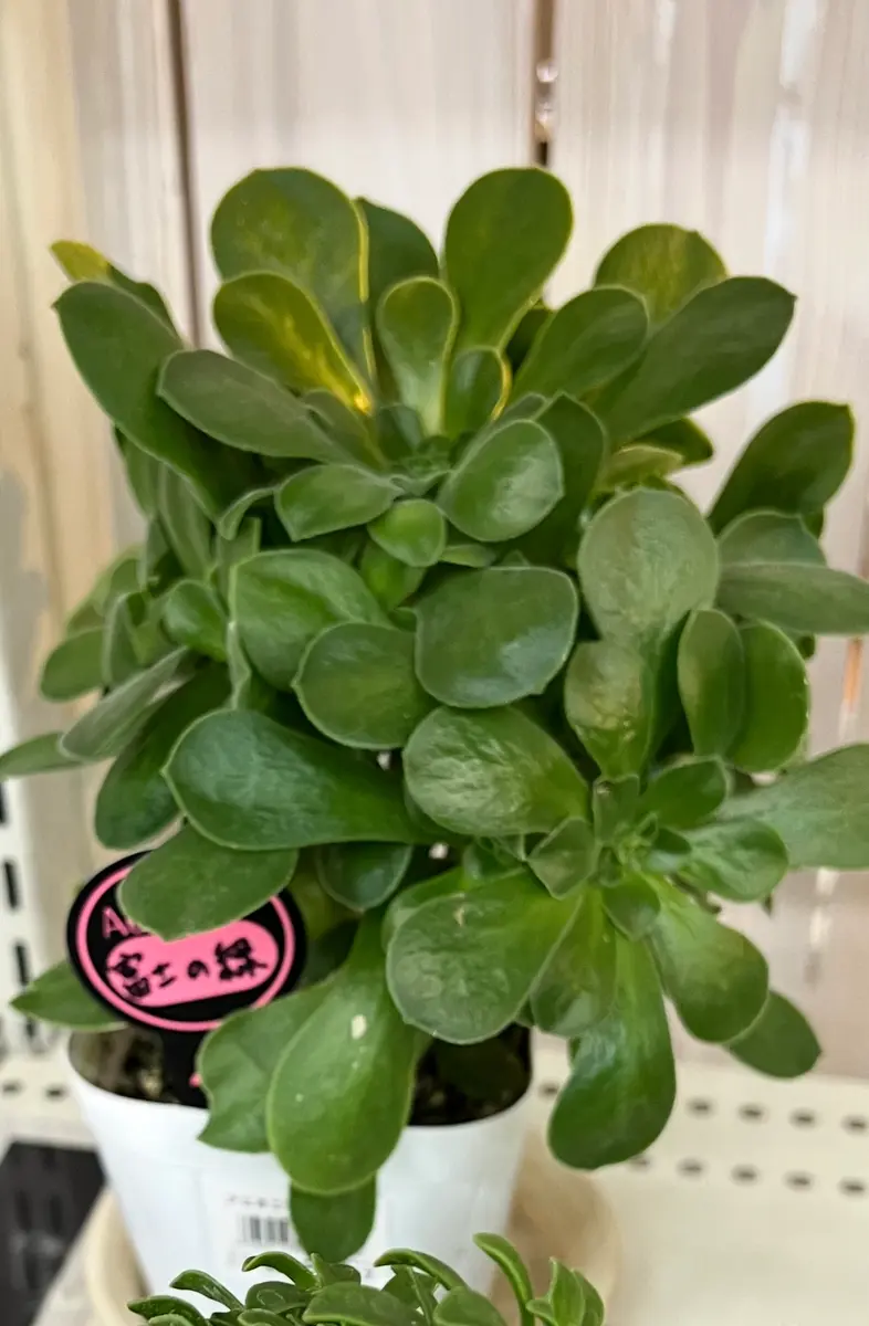 アオエニウム富士の緑が売っていました植物を購入前にスマホで