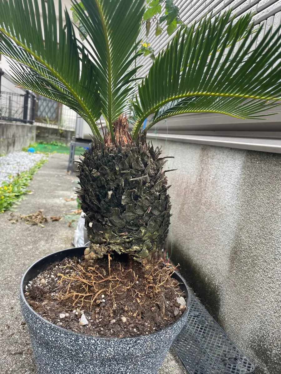 ソテツ植え替え時に根元に巨大な空洞発見しました！！！これは