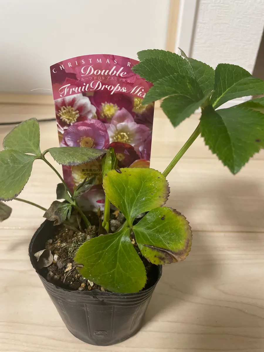 花を育てるのは初心者レベルです。子供の卒業祝いにクリスマス