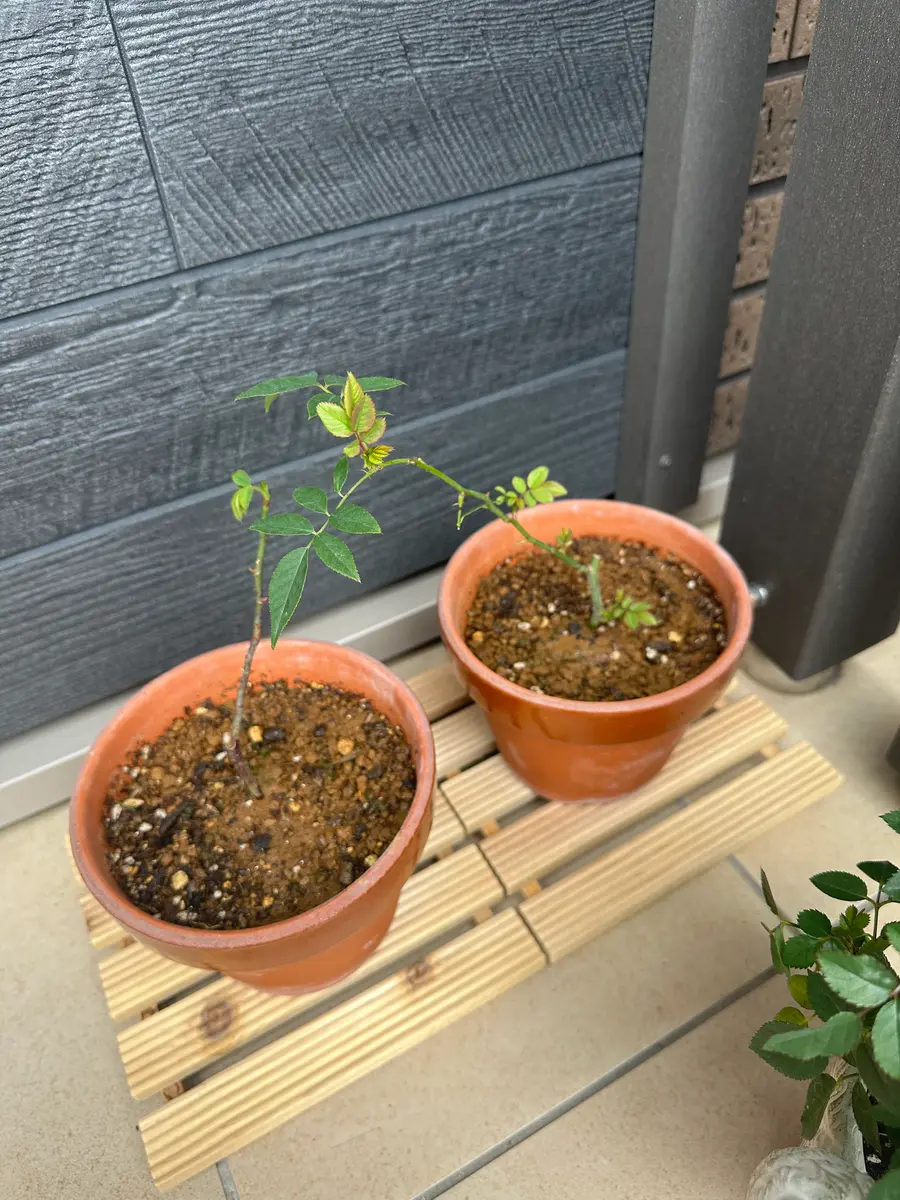 バラの育て方について。11月頭にバラの挿し木苗木の無料配布で