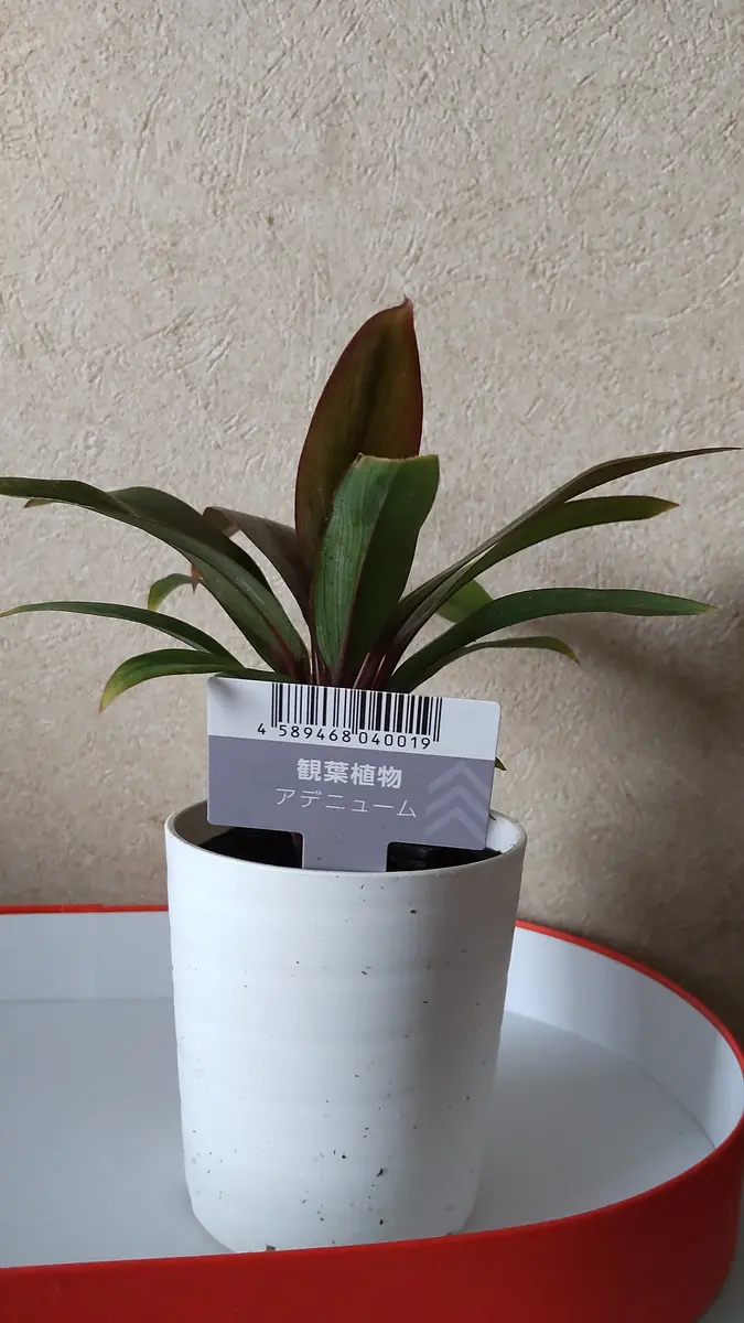 WEB限定お買い得商品の新着アイテム この植物は何ですか？いつも的確なお答えありがとうござい ガーデニング