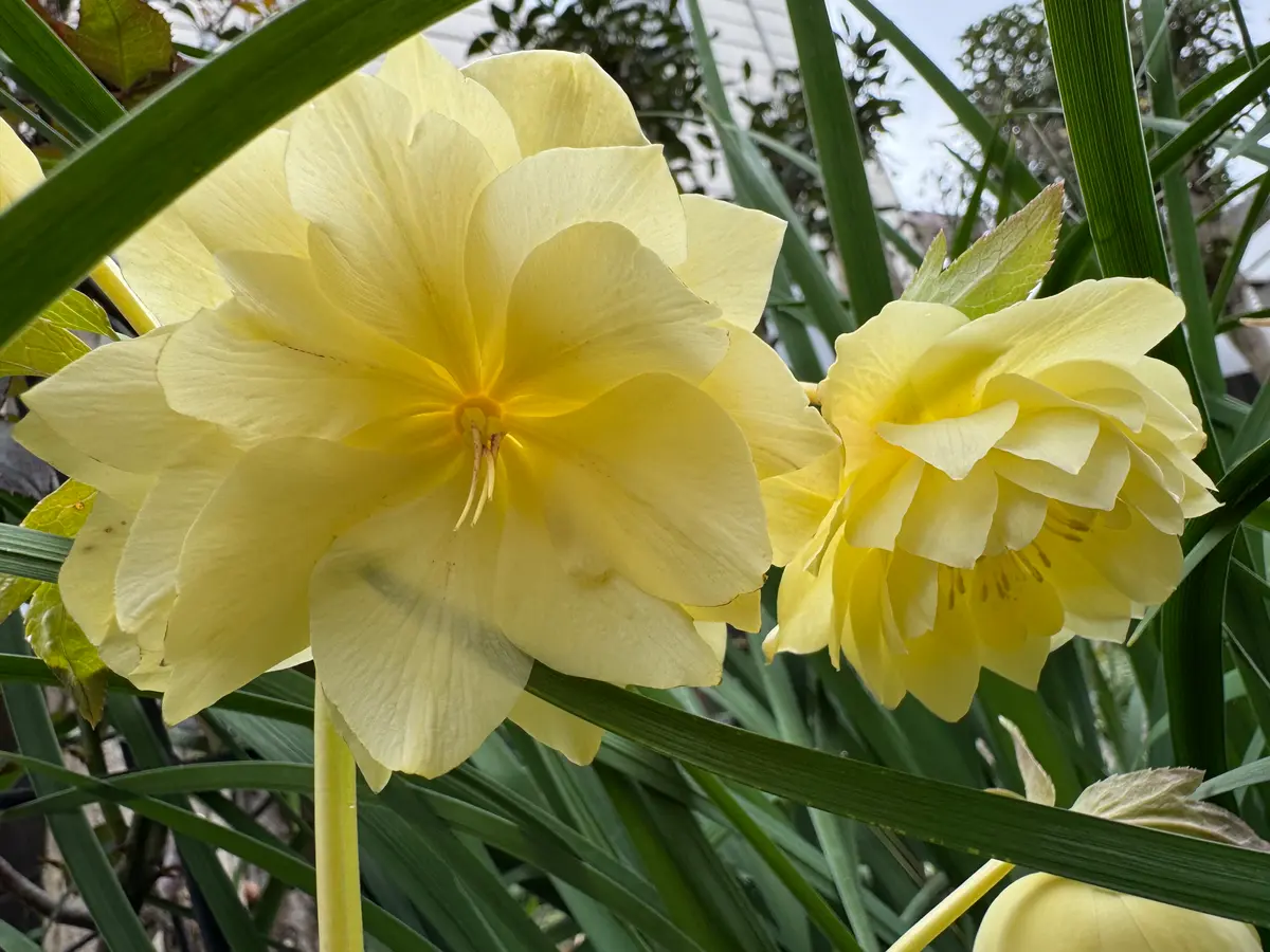 クリスマスローズ種終了致しました。