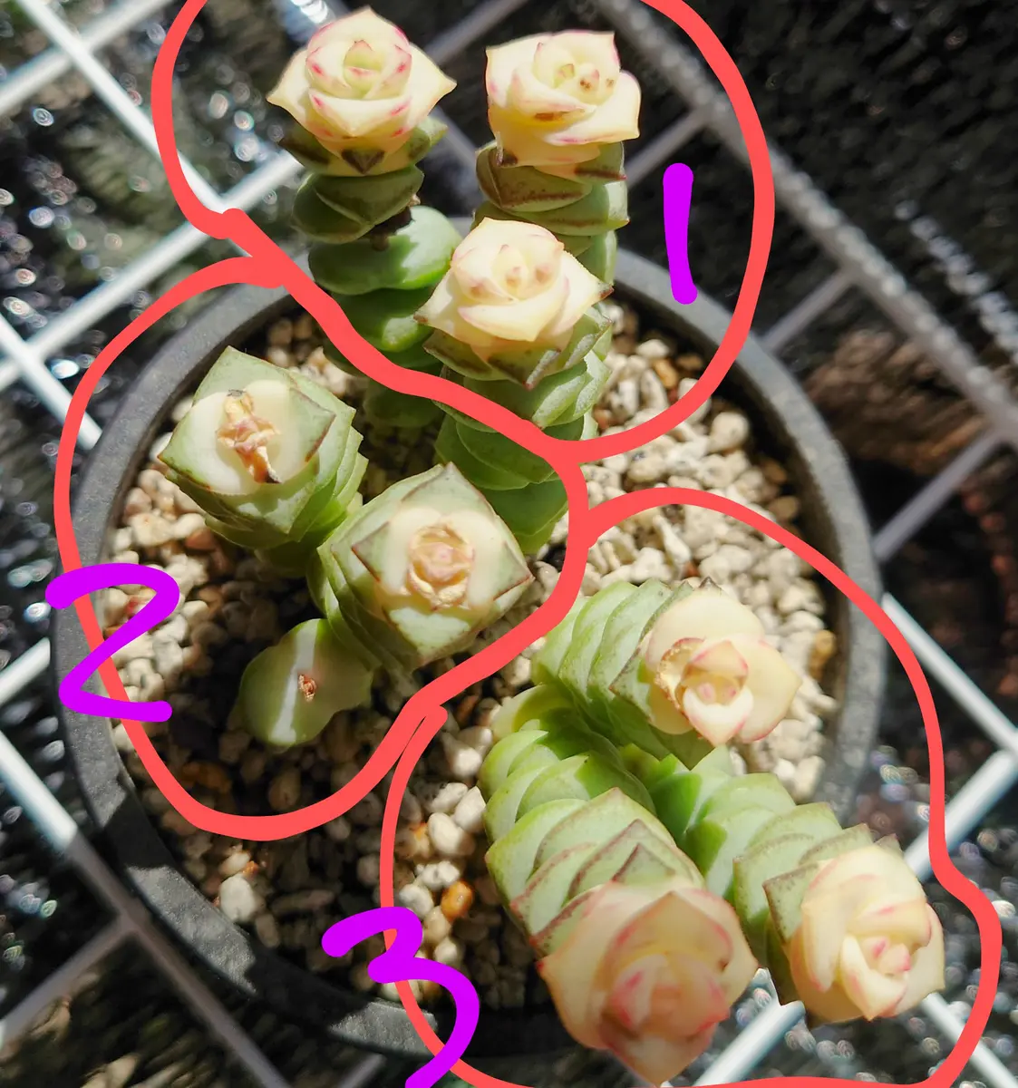 と*も様 U771×128苗 数珠星 銭串 土付き エケベリア 多肉植物 韓国苗 多肉植物 数珠星 銭串錦 3苗 15〜16頭｜Yahoo!フリマ（旧PayPay