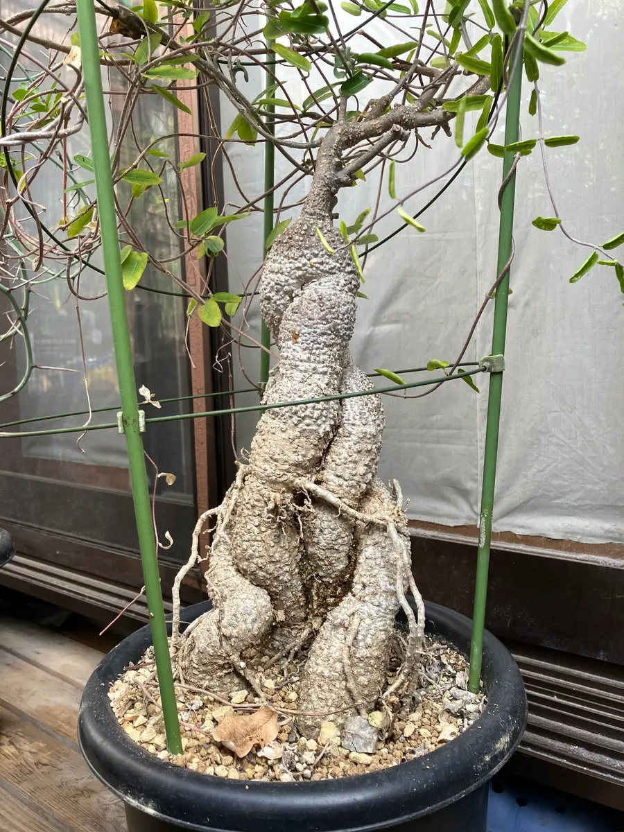 塊根植物の植え方について質問です。先日、ケドロスティスア｜園芸