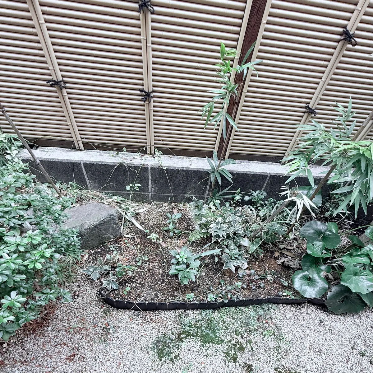 住宅街の日当たりの悪い庭の植栽について悩んでおりますこちら 