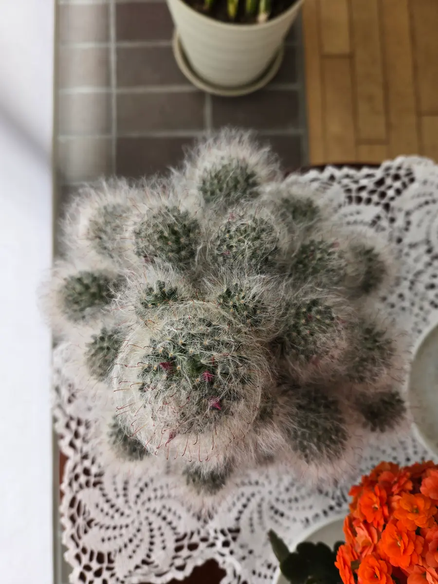 写真のマミラリアは植え替えが必要でしょうか？鉢は11センチ｜園芸