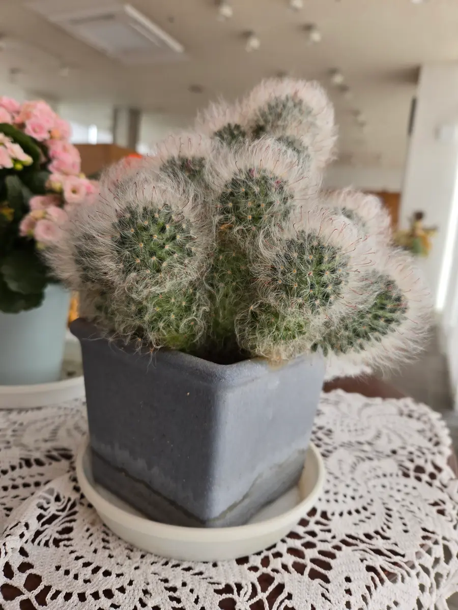 写真のマミラリアは植え替えが必要でしょうか？鉢は11センチ｜園芸