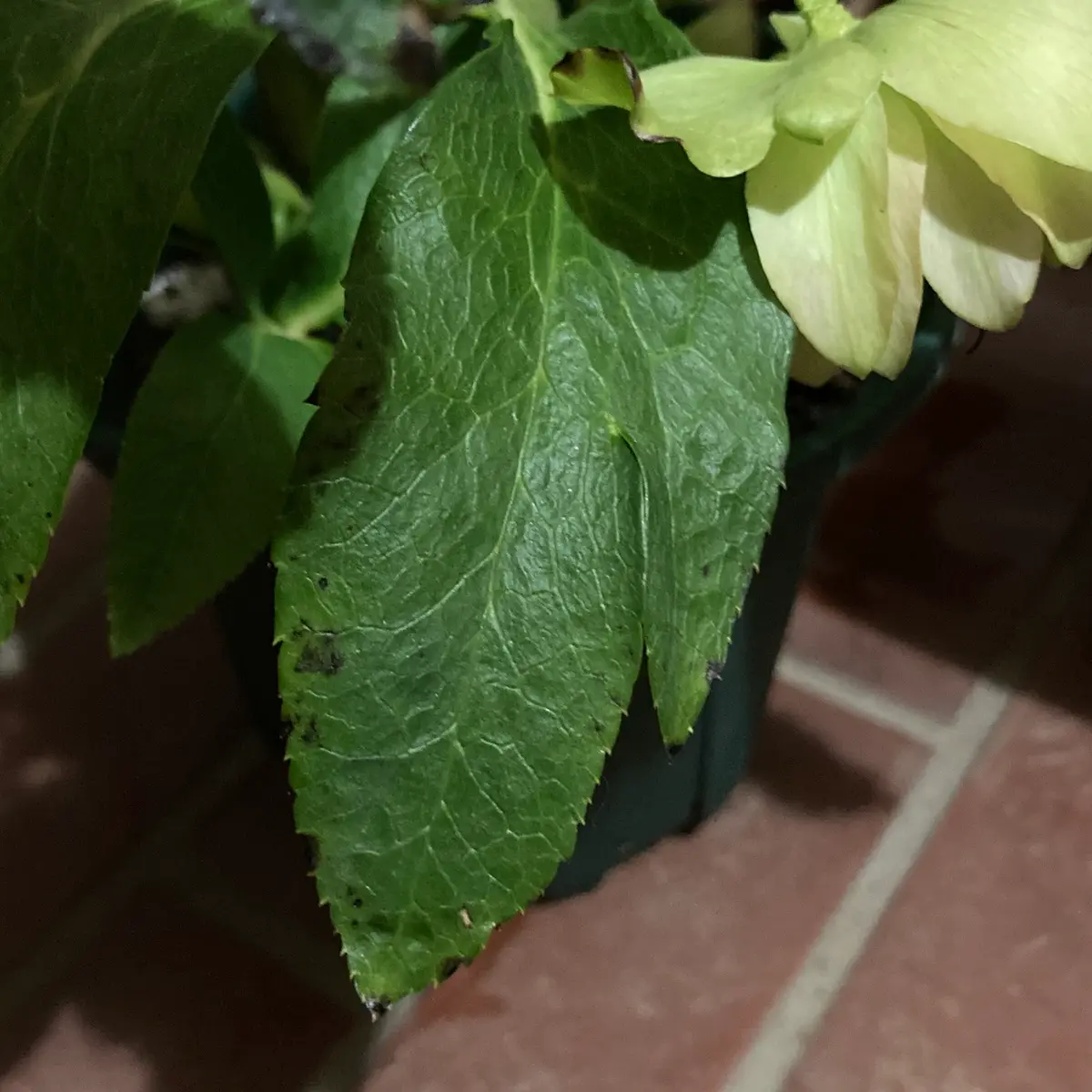 1ケ月半前に娘からプレゼントされた鉢植えのクリスマスローズ
