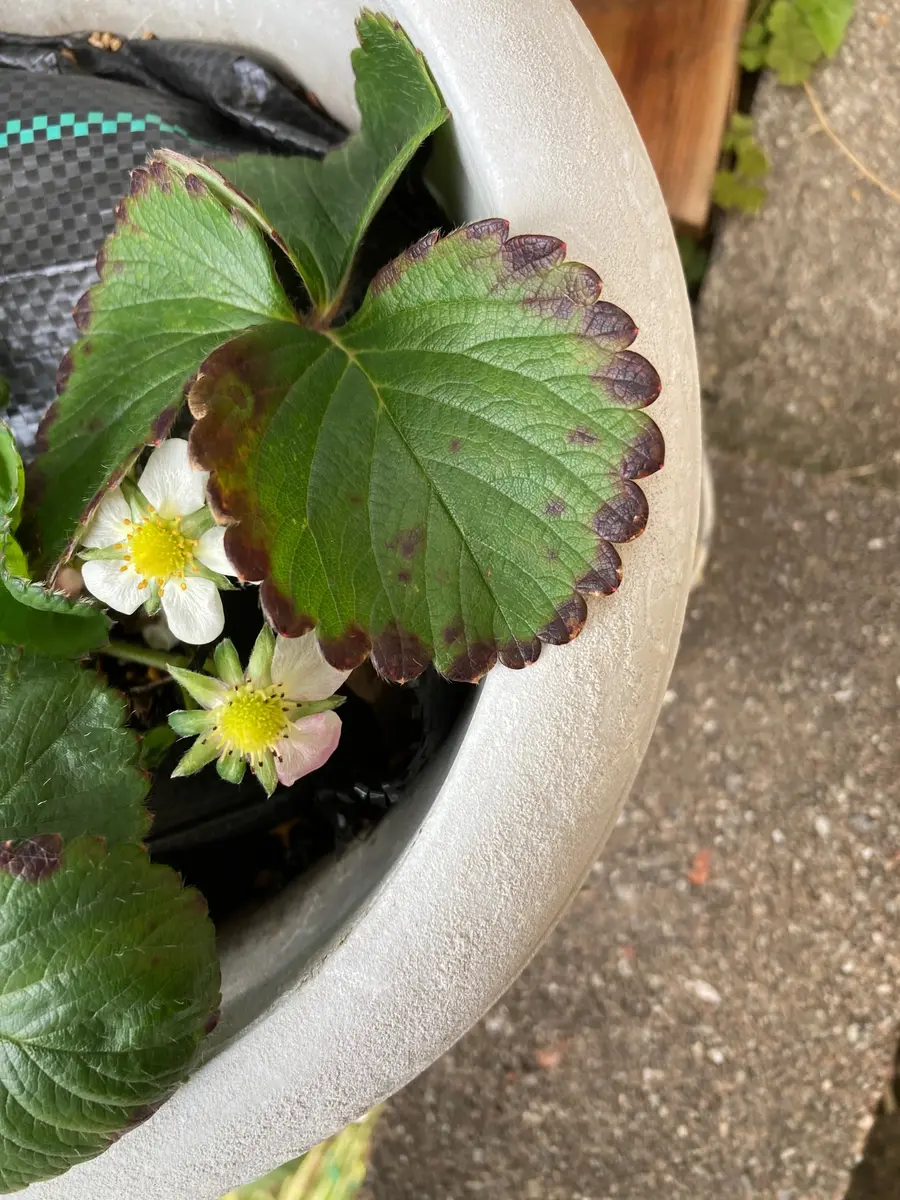 ビカクシダの枯れ苗からイチゴが奇跡的に生えてきた鉢植え 観葉植物
