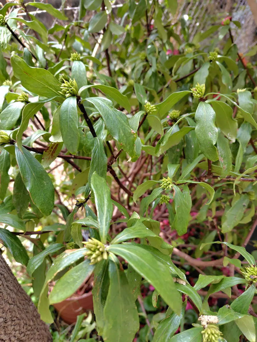 沈丁花について教えて下さい。1月下旬頃から(？)蕾も沢山つい｜園芸