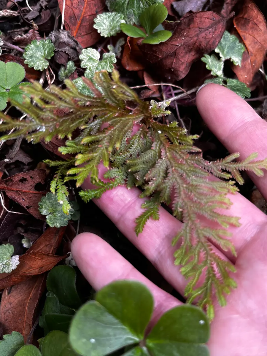 けこけこ Caudata