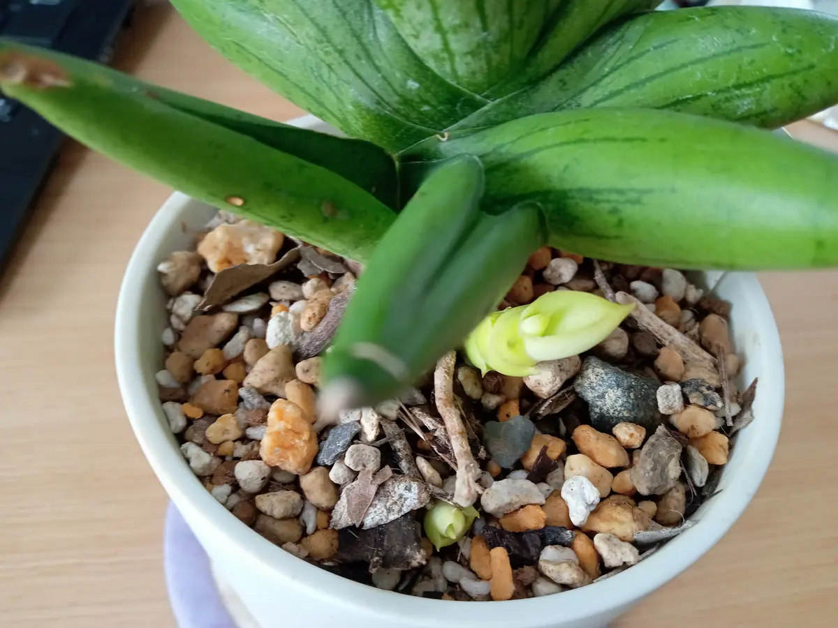 先日も質問させてもらったサンスベリアミニグロウの子株につい