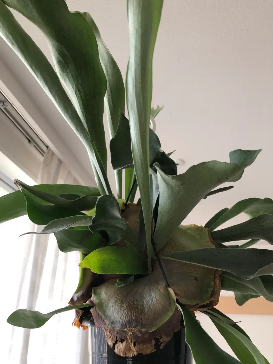 このビカクシダは弱ってきてますでしょうか。ネットで購入し｜園芸