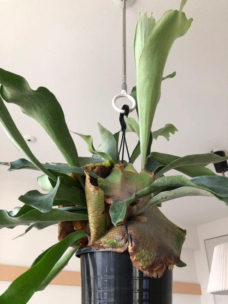 このビカクシダは弱ってきてますでしょうか。ネットで購入し｜園芸