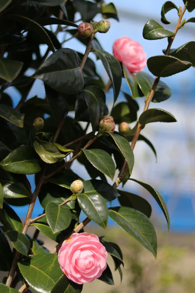亡き父が倒したツバキの根元から若木が伸び、今年花がつきまし