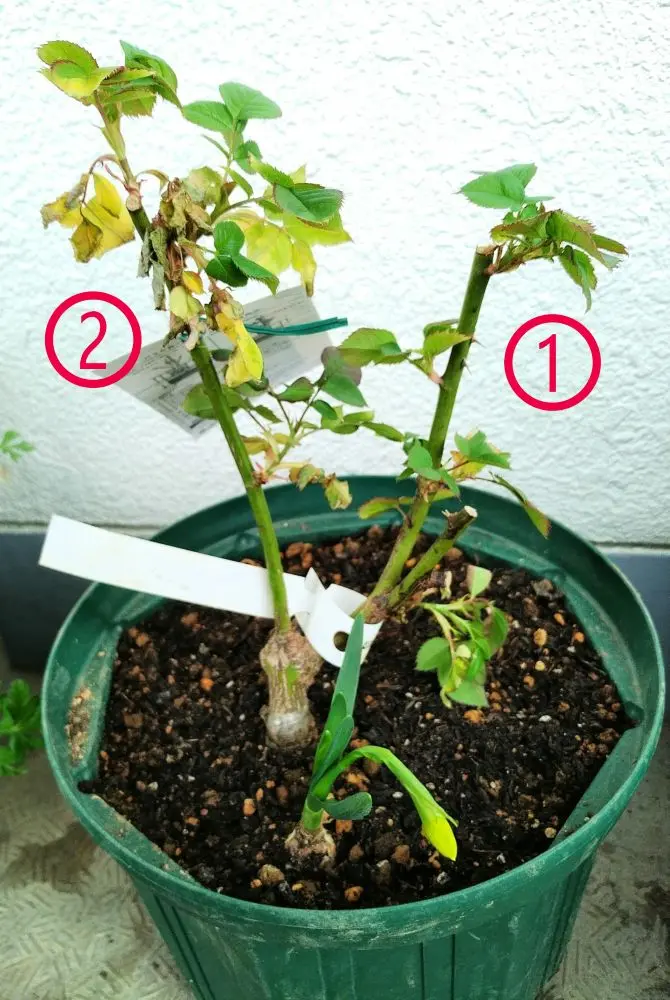 1カ月前購入のバラ苗が枯れてきた？お世話になります。1カ月｜園芸