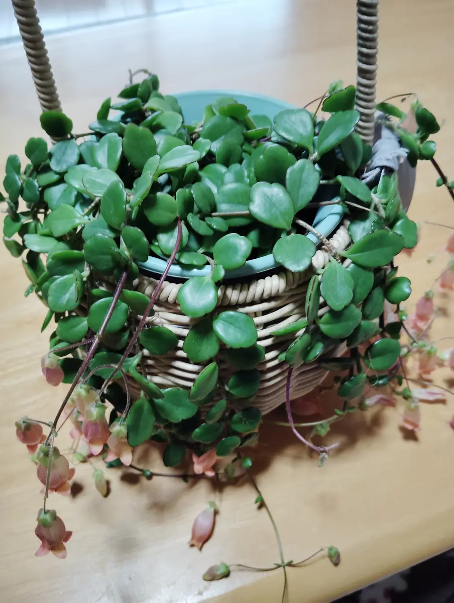 ☘観葉植物☘カランコエ フィフィ①【ディスキディア ペペロミア
