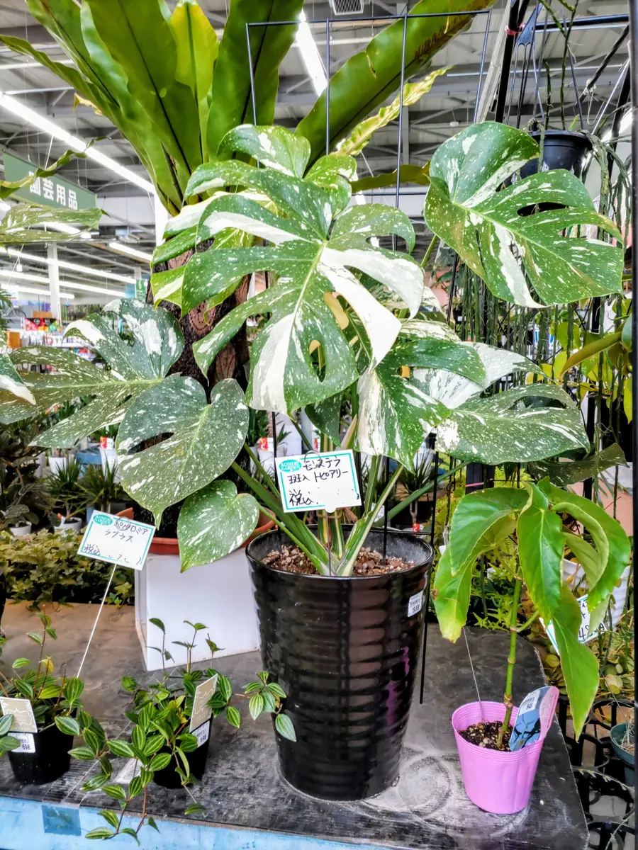 こんにちは😊先日、ずっと欲しかった斑入りモンステラを購入 こんにちは😊先日、ずっと欲しかった斑入りモンステラを購入