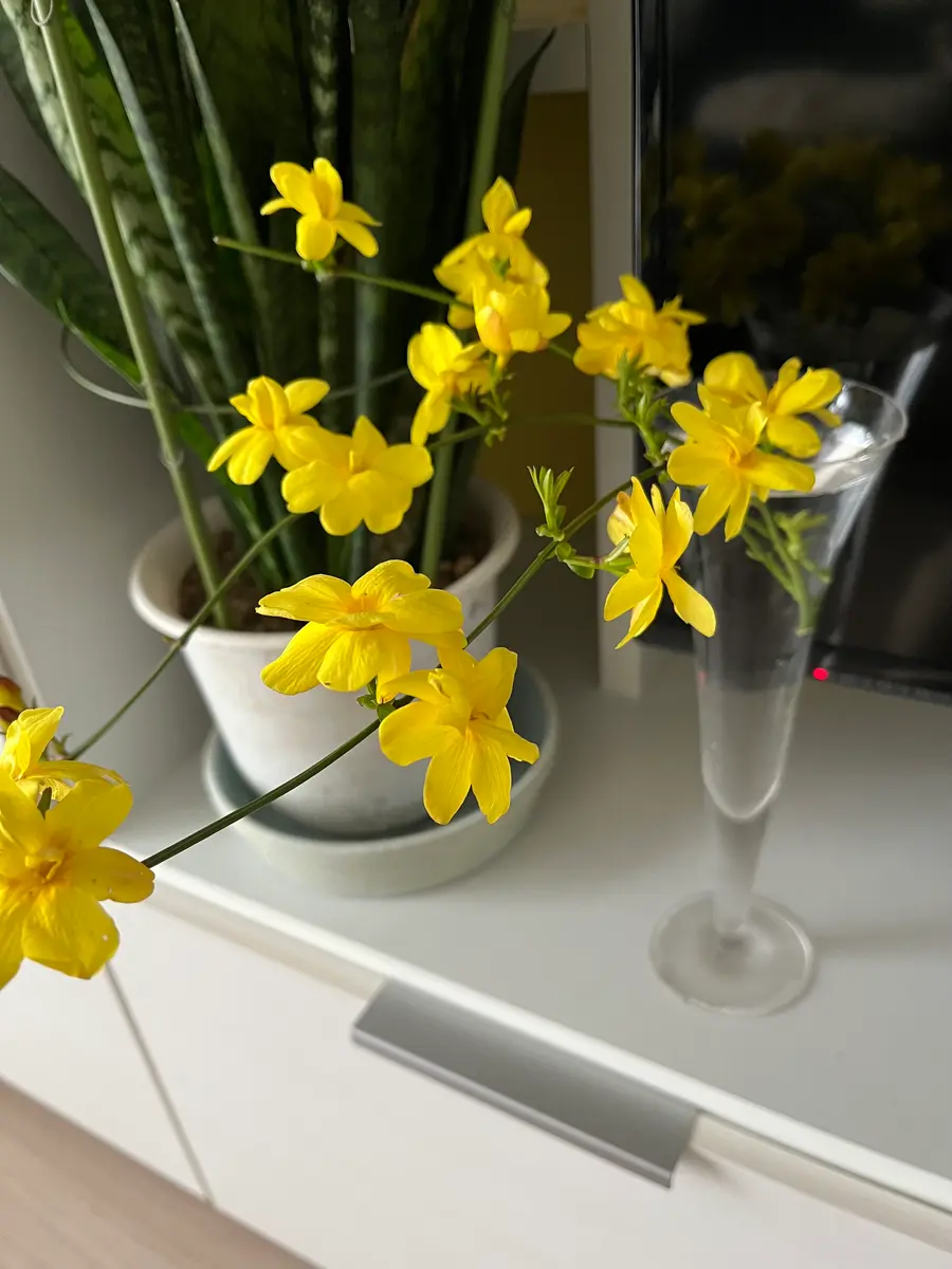 この花木？は名前知りたいです花は現在 盛りで山吹色背丈｜園芸相談