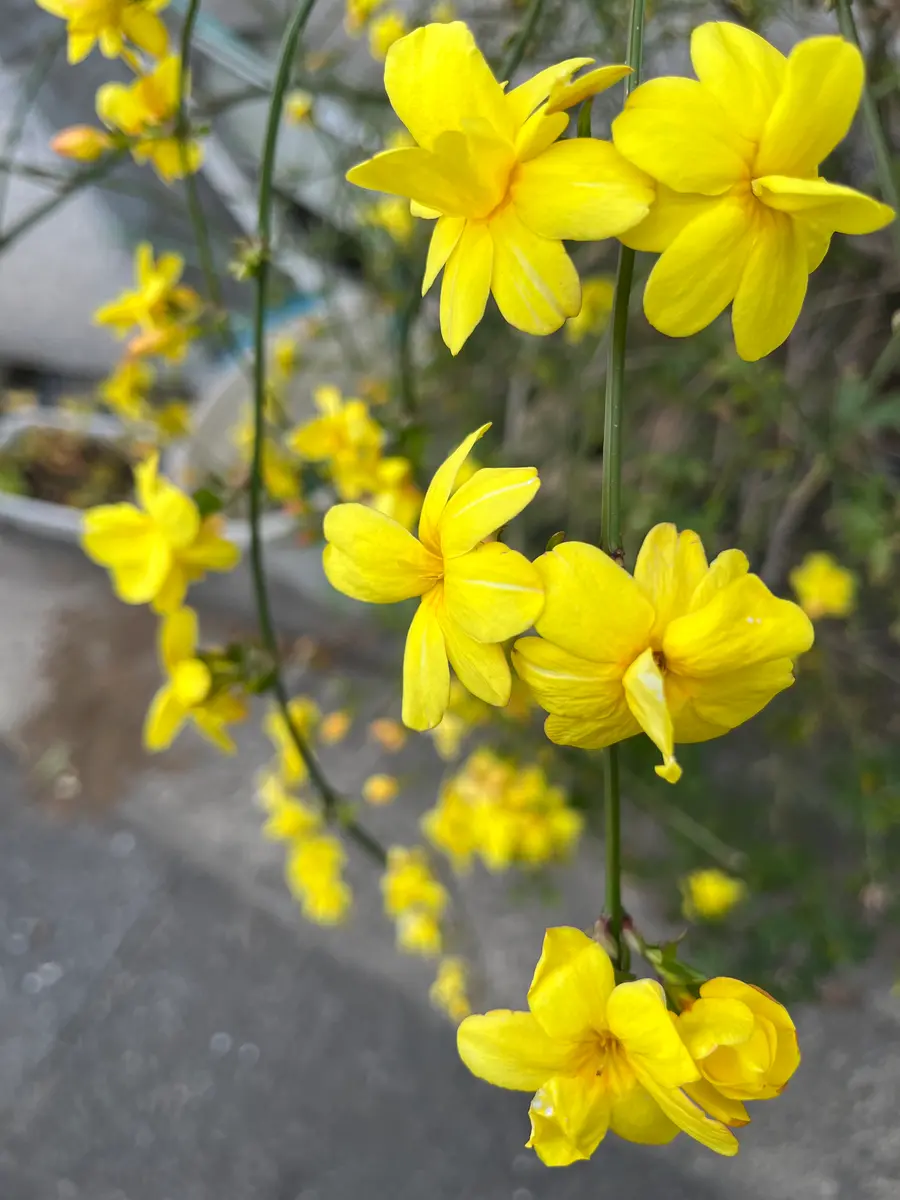 花木魚【35個まとめ】 この花木？は名前知りたいです花は現在 盛りで山吹色背丈｜園芸相談
