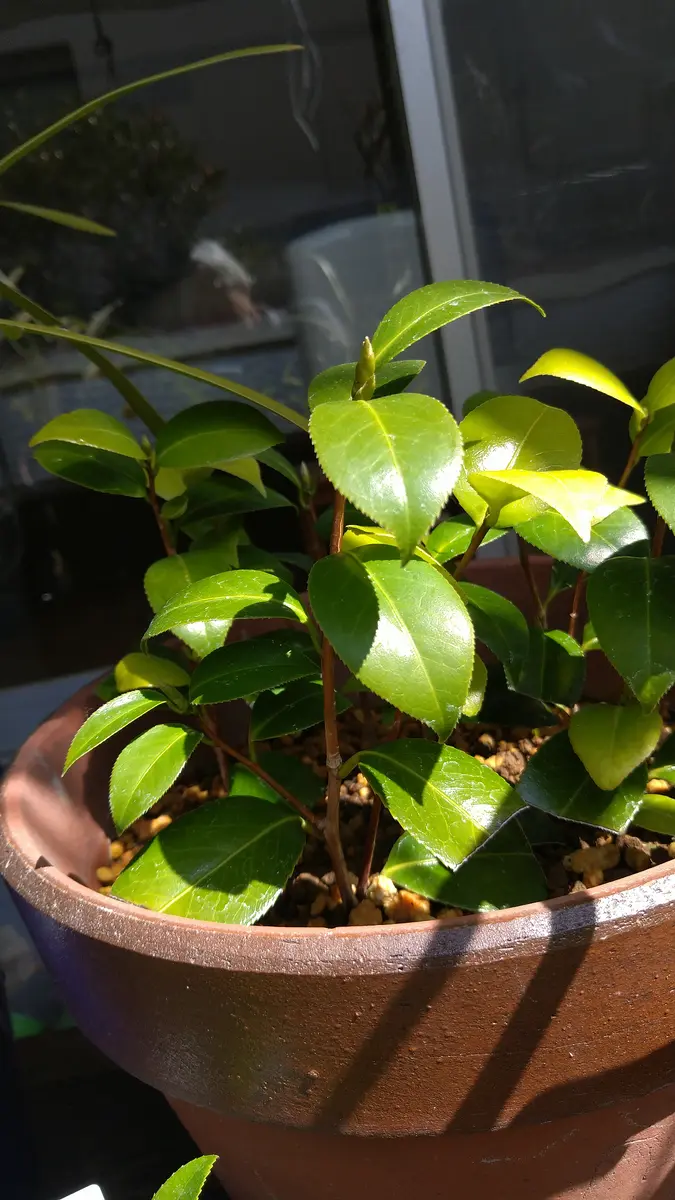 椿の挿し木鉢上げについて2つ質問します。①昨年6月に挿し木を