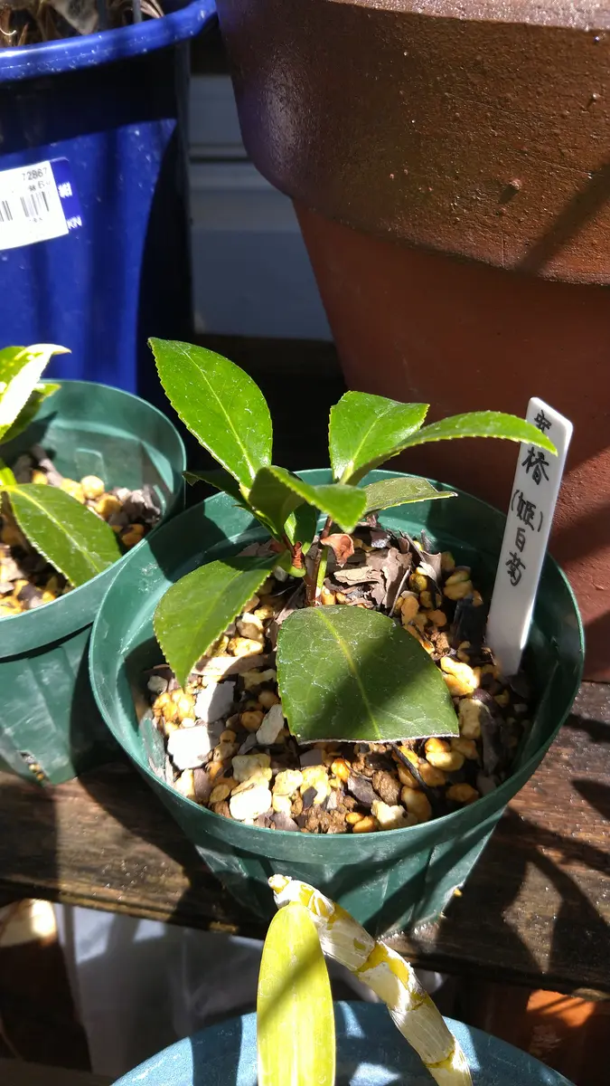 椿の挿し木鉢上げについて2つ質問します。①昨年6月に挿し木を