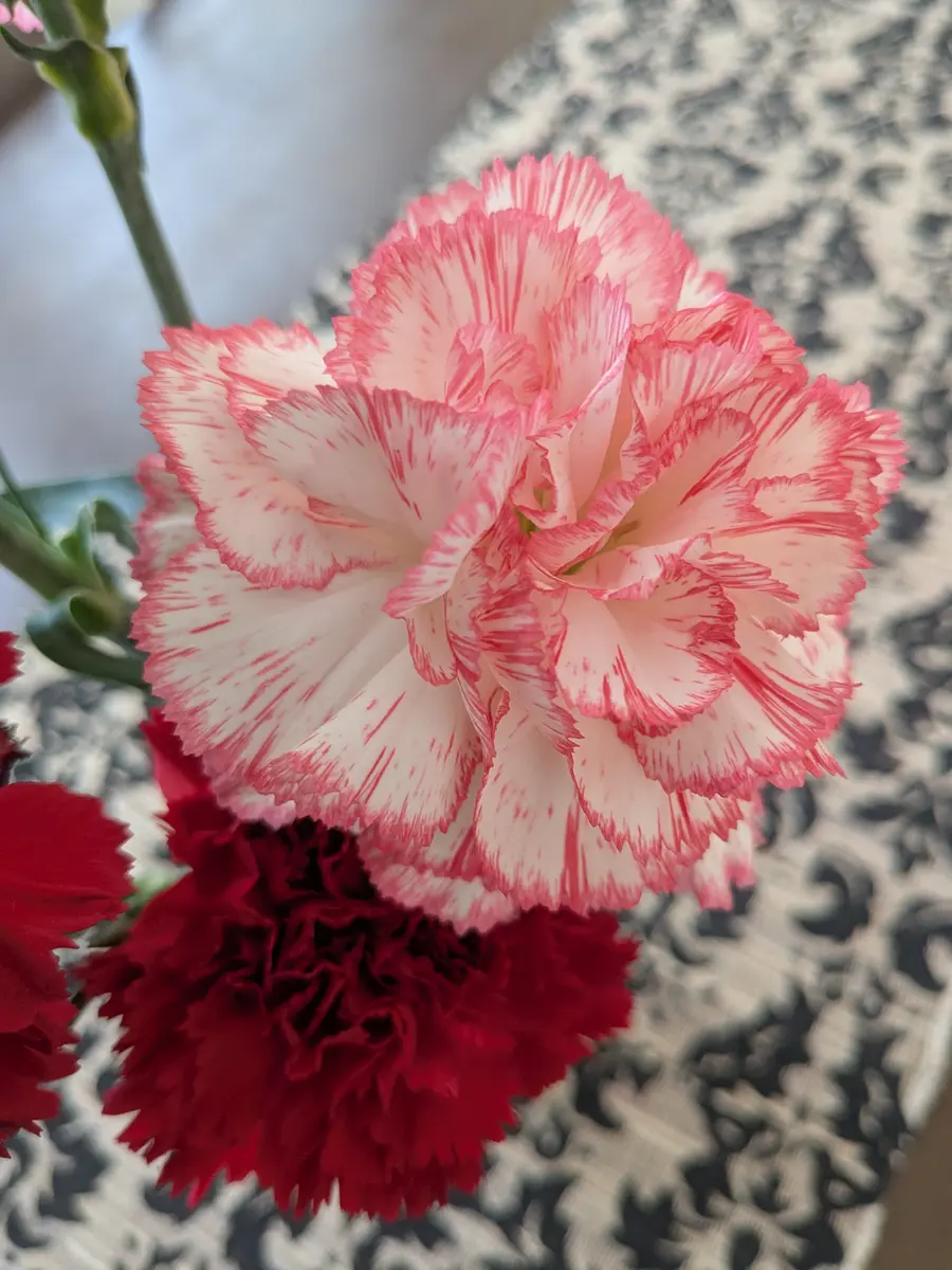 出産祝いなども豊富 こんにちは🌟このお花の名前わかる方教えてくださいネット その他