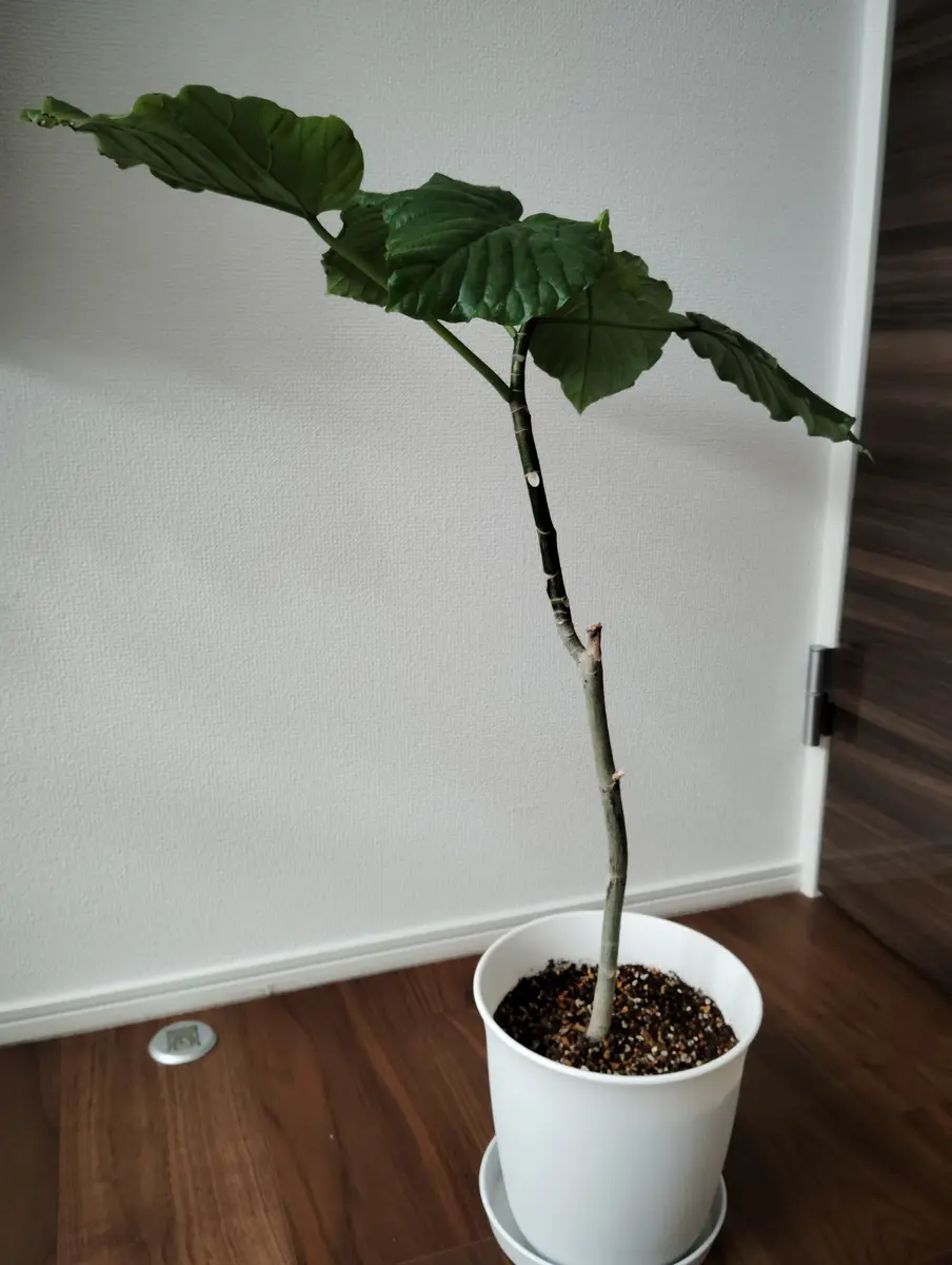 フィカス ウンベラータ ノーマル | 観葉植物の通販ならHitoHana