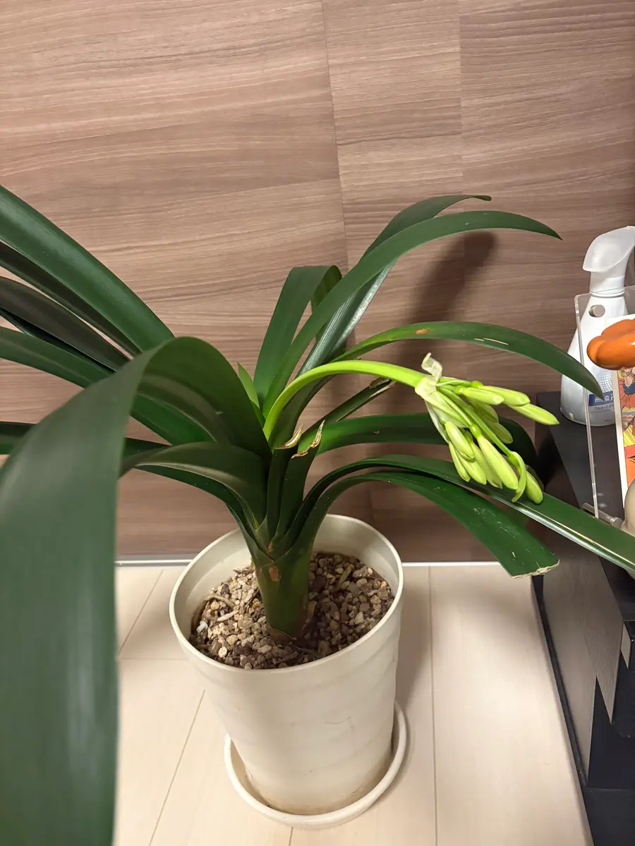 クンシランのつぼみが曲がる理由がわからなくて困っています