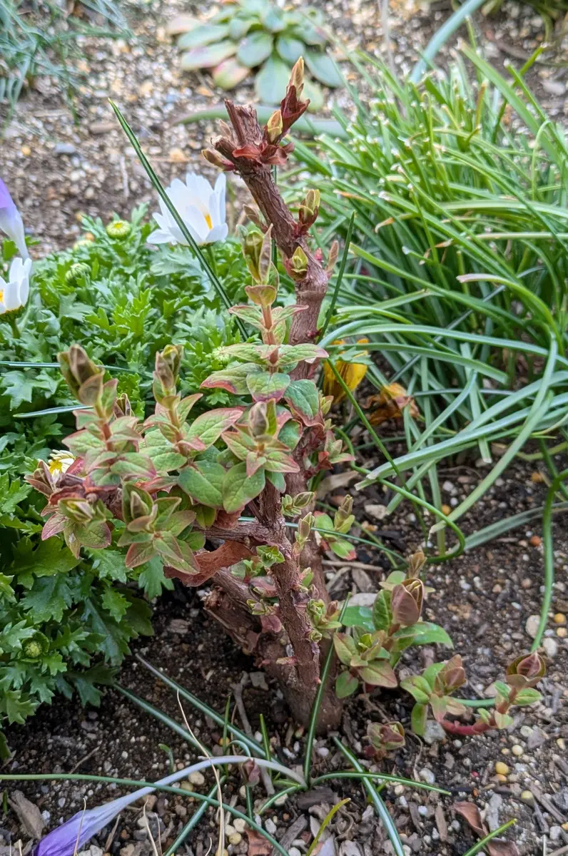 ヒペリカム♥根付き苗 【公式通販】