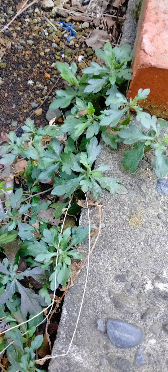 最近庭に沢山生えてきました。こちらの植物の名前が分かる方教