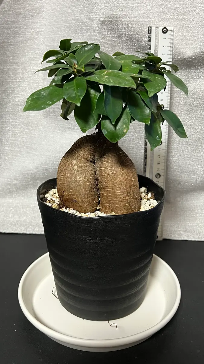 観葉植物 ねじれた幹 約1.5メートル 観葉植物