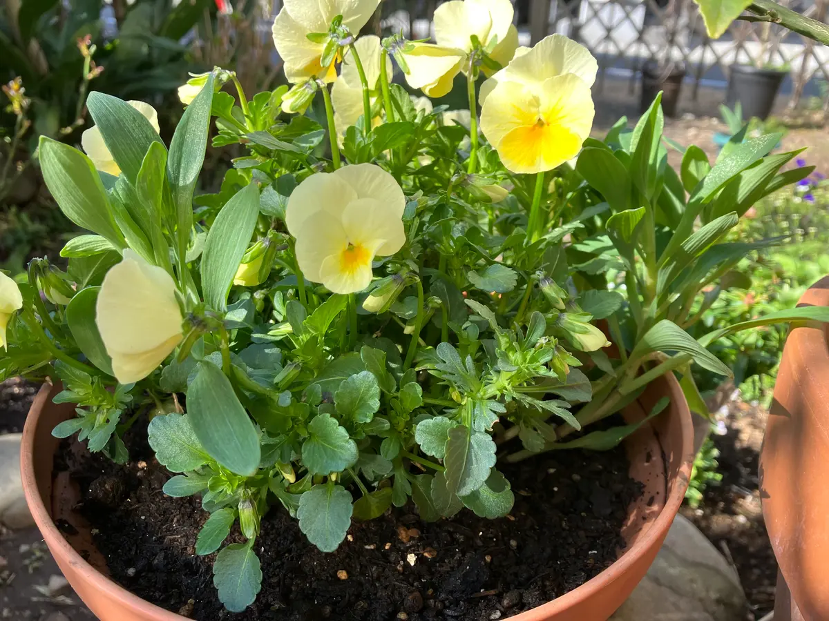 アルストロメリアの球根を7号くらいの鉢に秋植えして、水やり忘