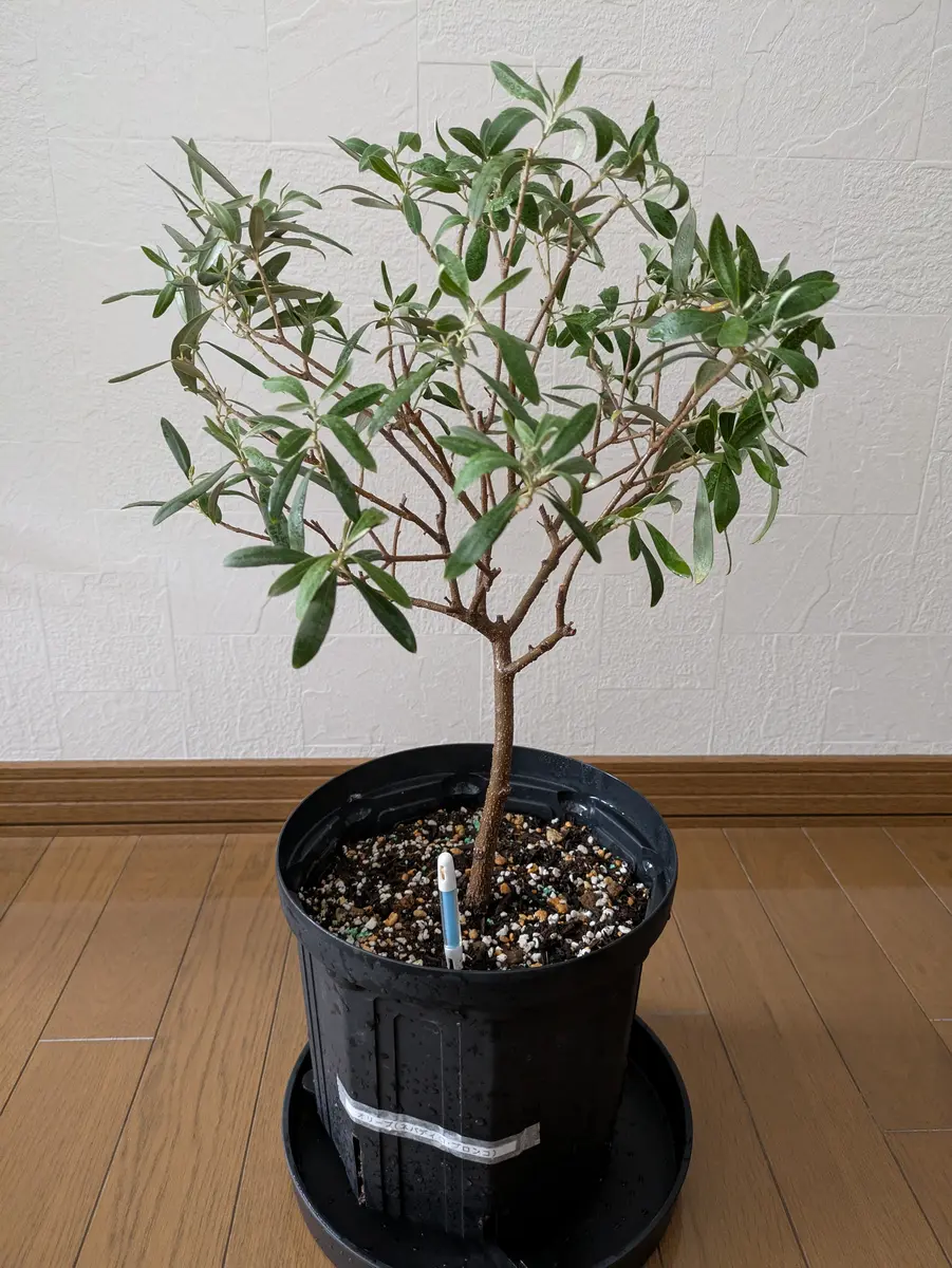 入荷通知 アプリ おすすめ オリーブ（ネバディロブロンコ）高さ50cm2年前に購入（わずか その他