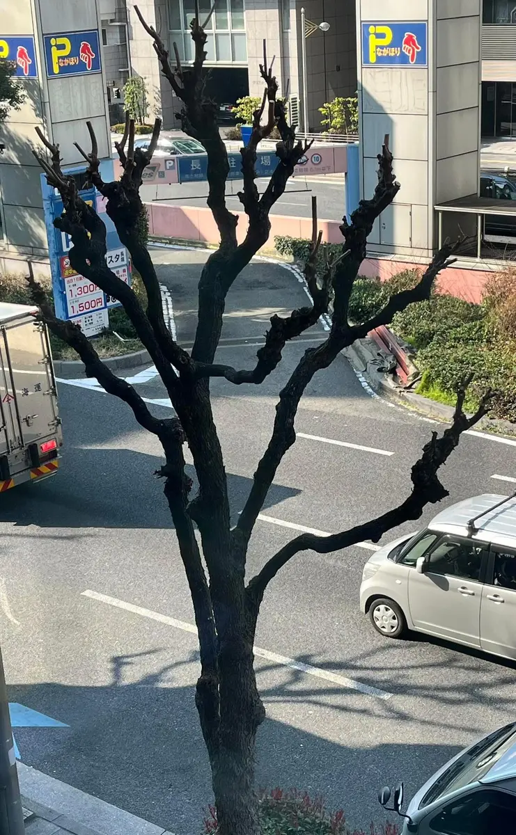 植栽悩んでませんか？ これは何の木だと思いますか、と友人に聞かれました。宜しくお