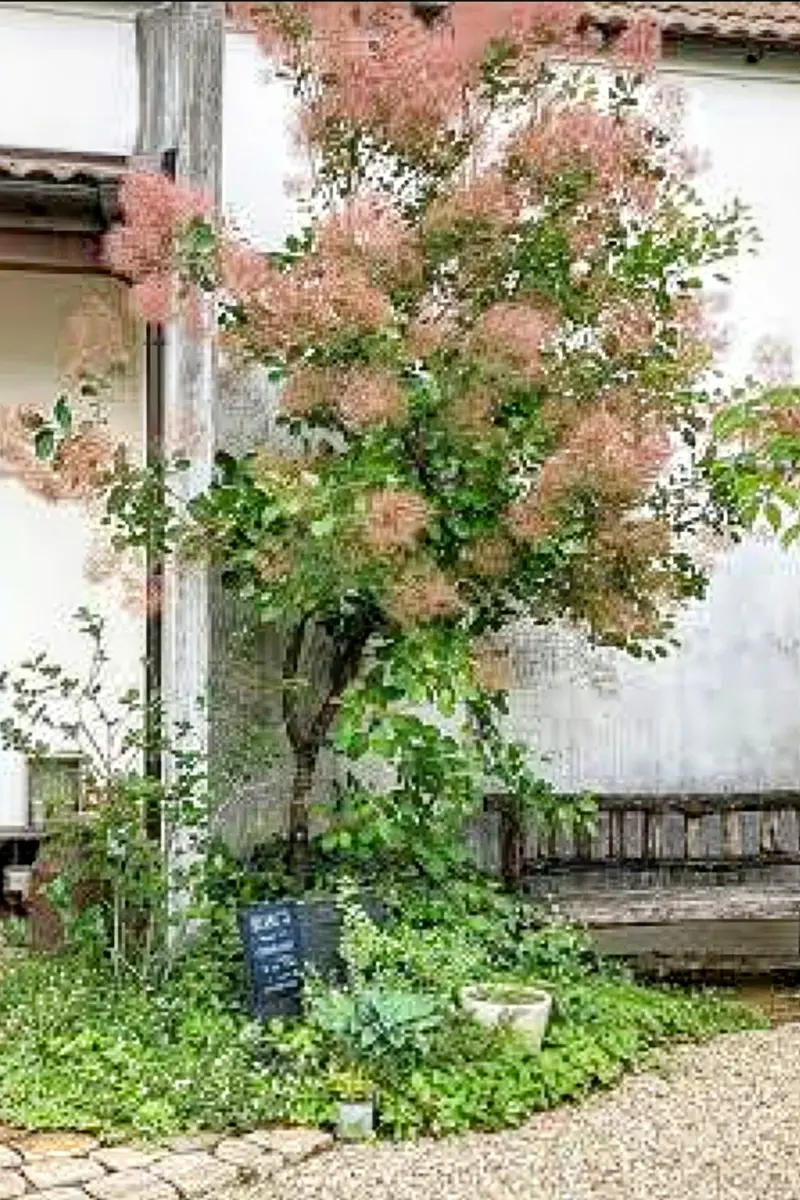 スモークツリーの剪定で質問します。去年地植えしました。1本｜園芸